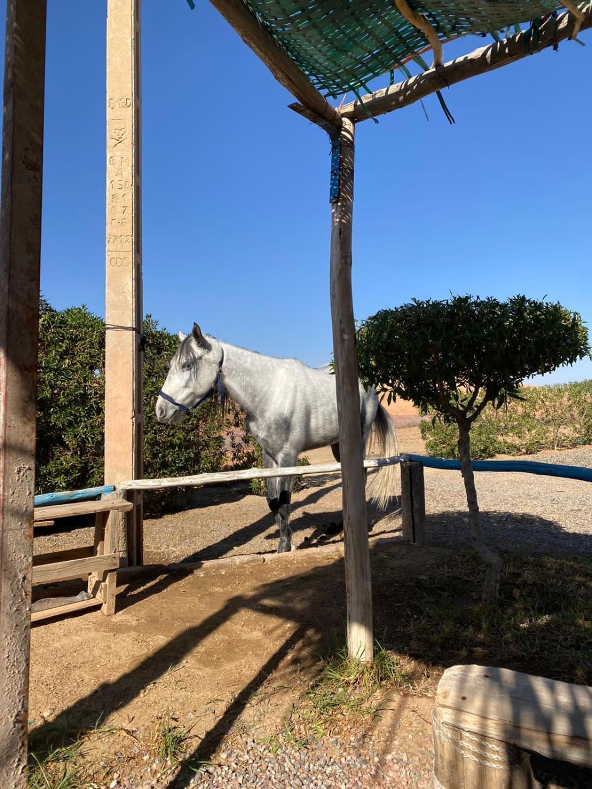 Vakantieboerderij Les Cavaliers Chez Yassine Marrakesh